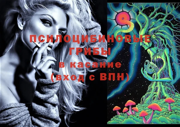 прущие грибы Абинск